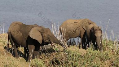 喂养非洲<strong>大象</strong>克鲁格国家公园